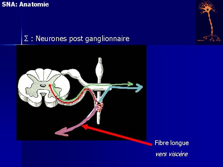SNA: Anatomie Σ : Neurones post ganglionnaire Fibre longue vers viscère 