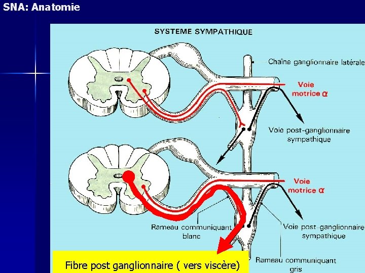 SNA: Anatomie Fibre post ganglionnaire ( vers viscère) 