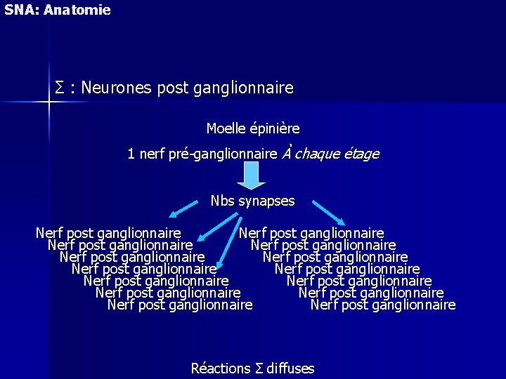 SNA: Anatomie Σ : Neurones post ganglionnaire Moelle épinière 1 nerf pré-ganglionnaire À chaque