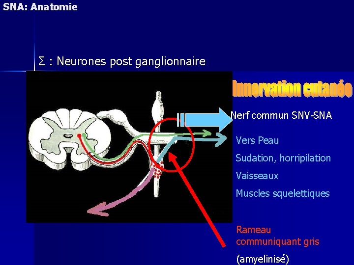 SNA: Anatomie Σ : Neurones post ganglionnaire Nerf commun SNV-SNA Vers Peau Sudation, horripilation