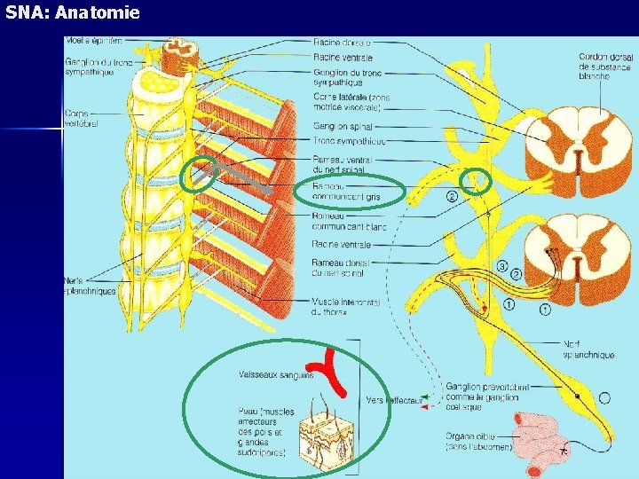 SNA: Anatomie 