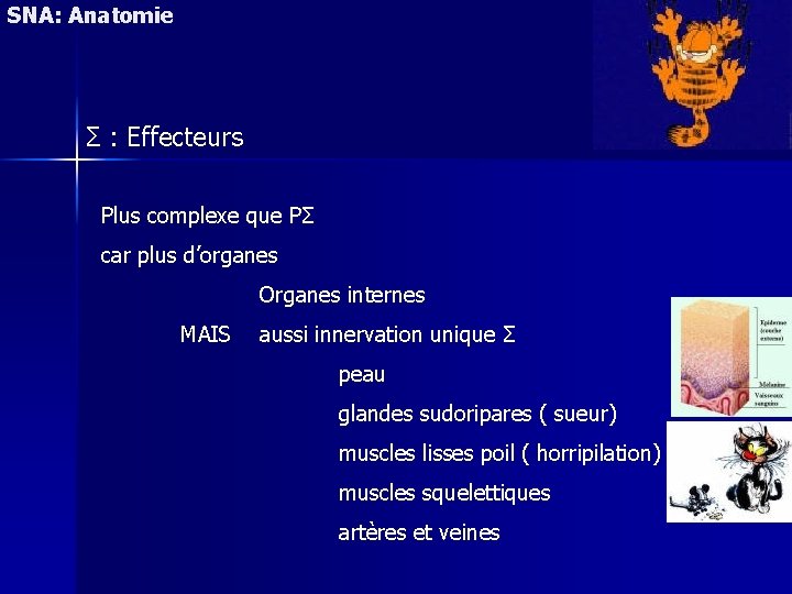 SNA: Anatomie Σ : Effecteurs Plus complexe que PΣ car plus d’organes Organes internes