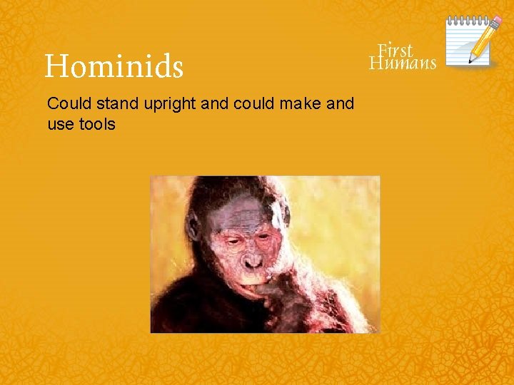 Hominids Could stand upright and could make and use tools 