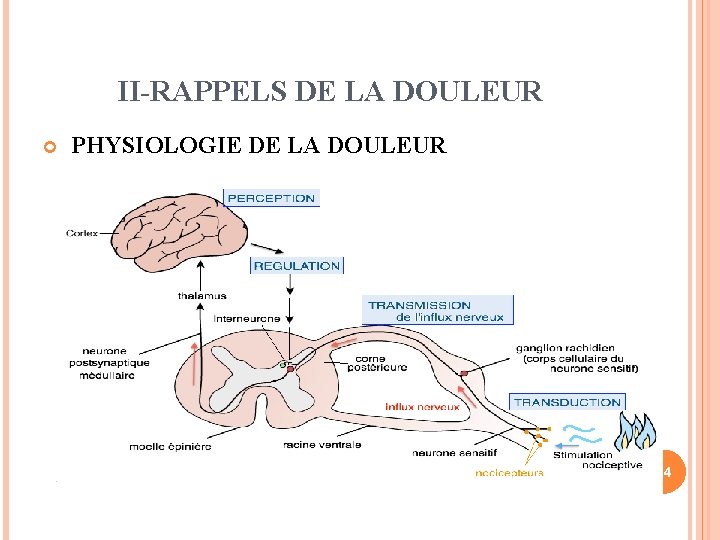 II-RAPPELS DE LA DOULEUR PHYSIOLOGIE DE LA DOULEUR 14 