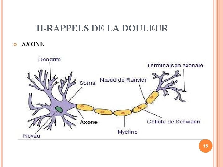 II-RAPPELS DE LA DOULEUR AXONE 15 