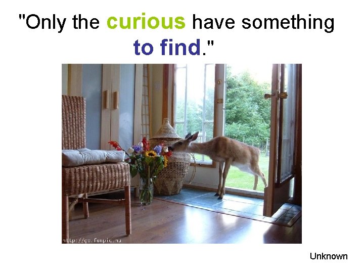 "Only the curious have something to find. " Unknown 