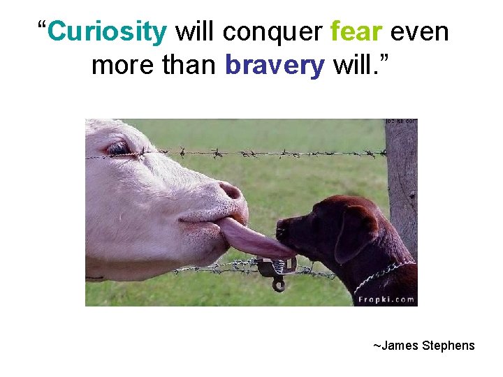 “Curiosity will conquer fear even more than bravery will. ” ~James Stephens 