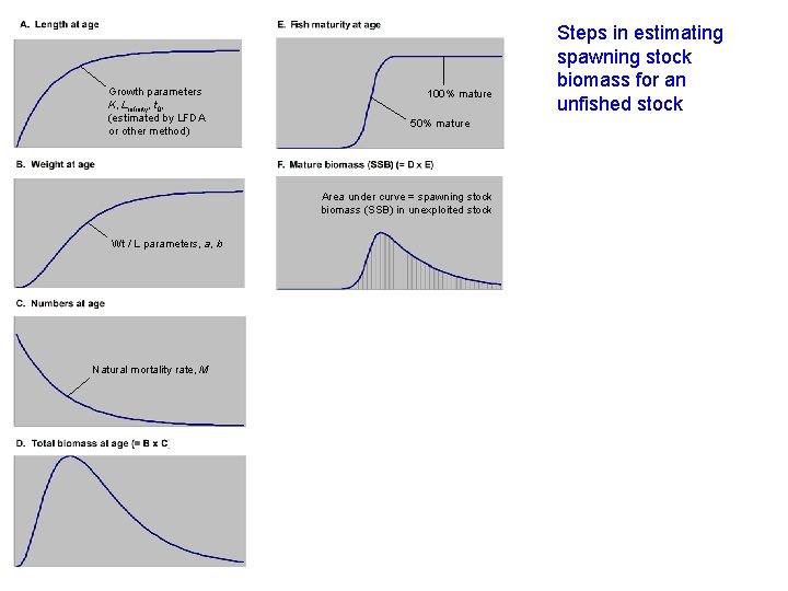 Growth parameters K, Linfinity, t 0, (estimated by LFDA or other method) 100% mature