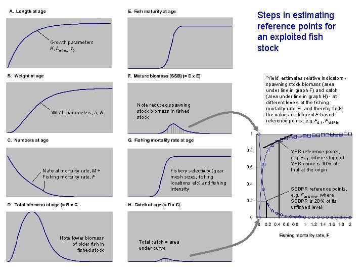 Steps in estimating reference points for an exploited fish stock Growth parameters K, Linfinity,