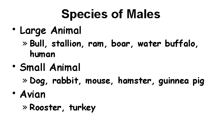 Species of Males • Large Animal • Small Animal » Bull, stallion, ram, boar,