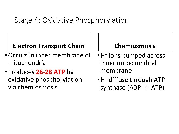 Stage 4: Oxidative Phosphorylation Electron Transport Chain Chemiosmosis • Occurs in inner membrane of