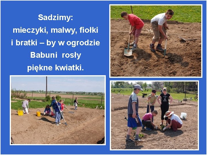 Sadzimy: mieczyki, malwy, fiołki i bratki – by w ogrodzie Babuni rosły piękne kwiatki.