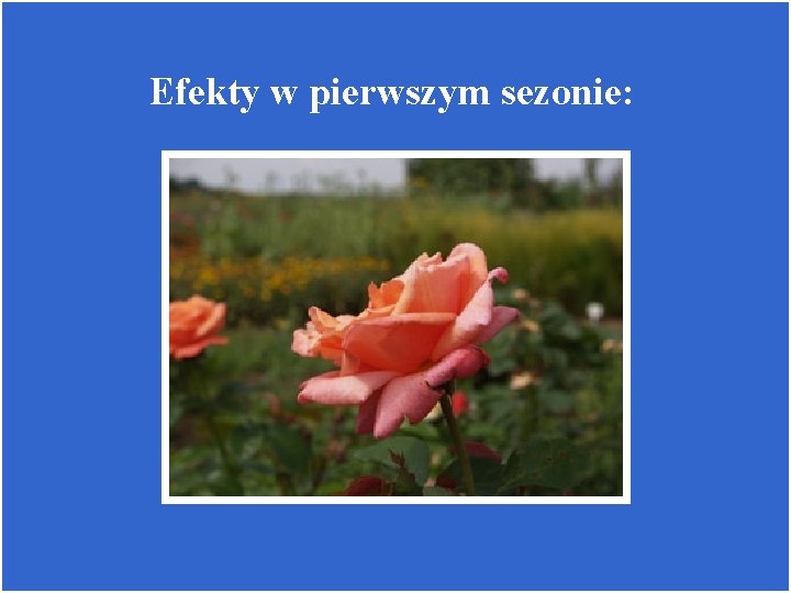 Efekty w pierwszym sezonie: 