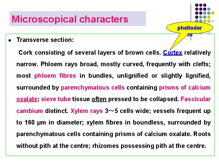 Microscopical characters l Transverse section: phelloder m Cork consisting of several layers of brown