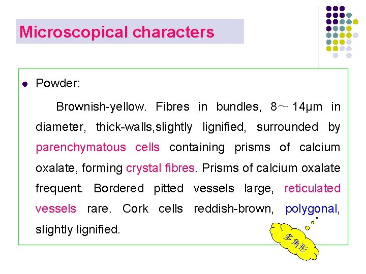 Microscopical characters l Powder: Brownish-yellow. Fibres in bundles, 8～ 14μm in diameter, thick-walls, slightly