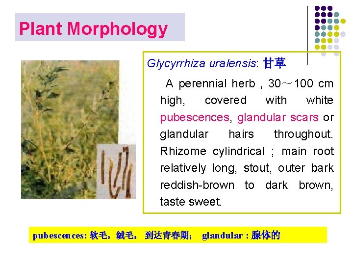 Plant Morphology Glycyrrhiza uralensis: 甘草 A perennial herb , 30～ 100 cm high, covered