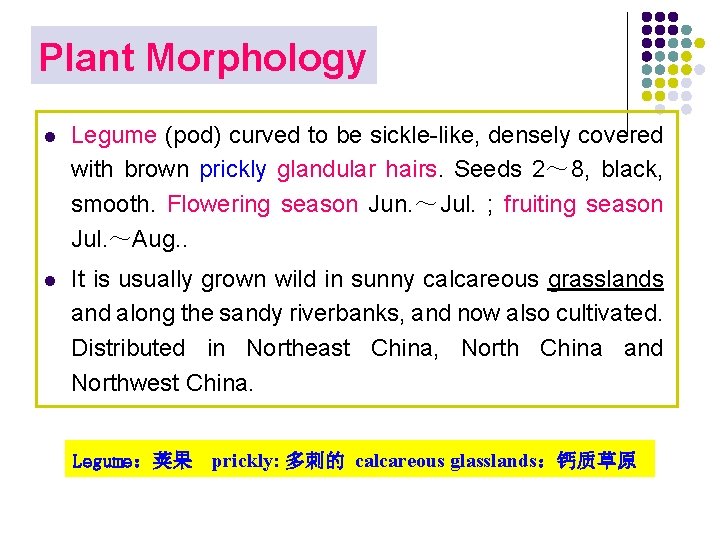 Plant Morphology l Legume (pod) curved to be sickle-like, densely covered with brown prickly