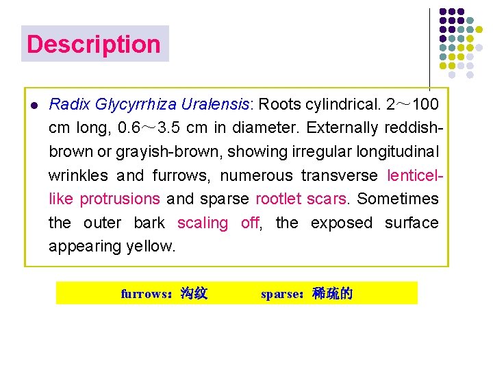 Description l Radix Glycyrrhiza Uralensis: Roots cylindrical. 2～ 100 cm long, 0. 6～ 3.