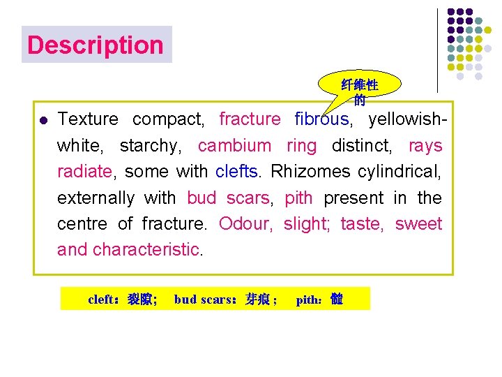 Description 纤维性 的 l Texture compact, fracture fibrous, yellowishwhite, starchy, cambium ring distinct, rays