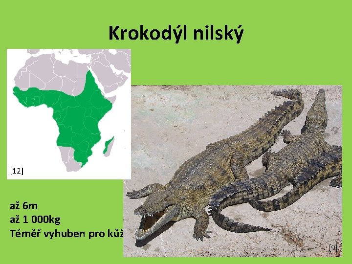 Krokodýl nilský [12] až 6 m až 1 000 kg Téměř vyhuben pro kůži