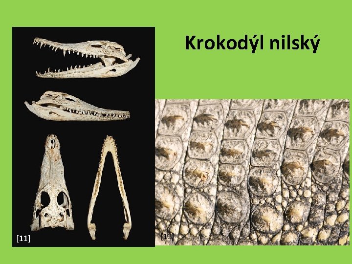 Krokodýl nilský [11] [10] 