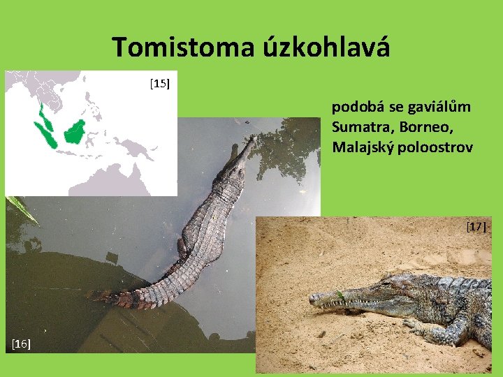 Tomistoma úzkohlavá [15] podobá se gaviálům Sumatra, Borneo, Malajský poloostrov [17] [16] 