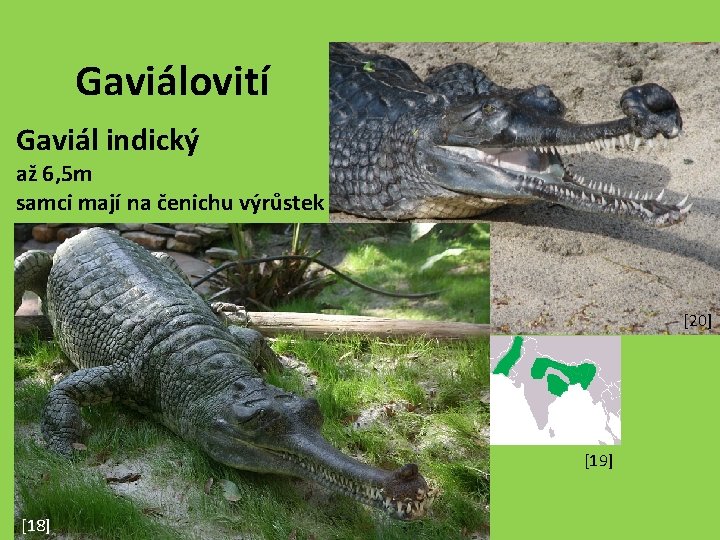 Gaviálovití Gaviál indický až 6, 5 m samci mají na čenichu výrůstek [20] [19]