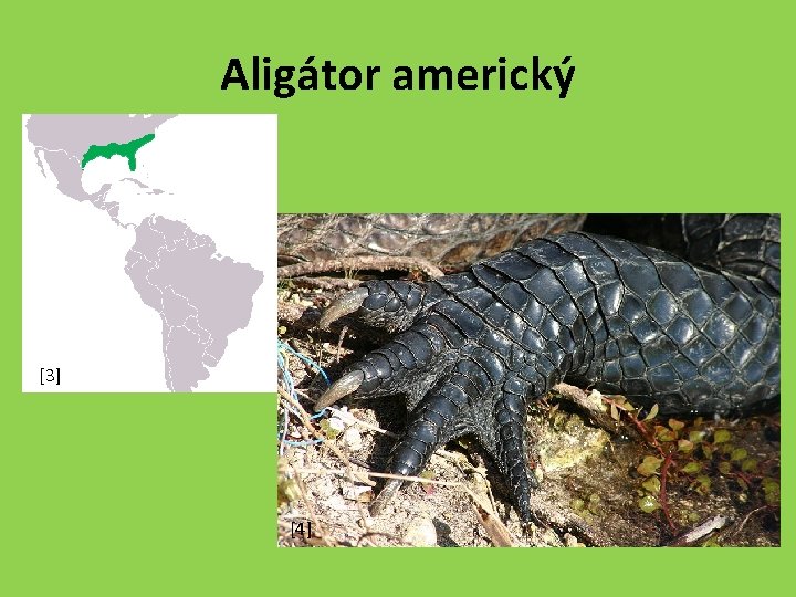 Aligátor americký [3] [4] 