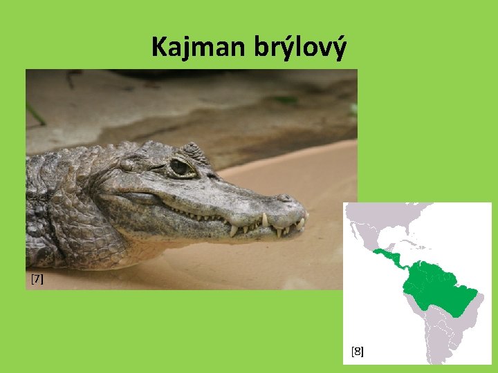 Kajman brýlový [7] [8] 