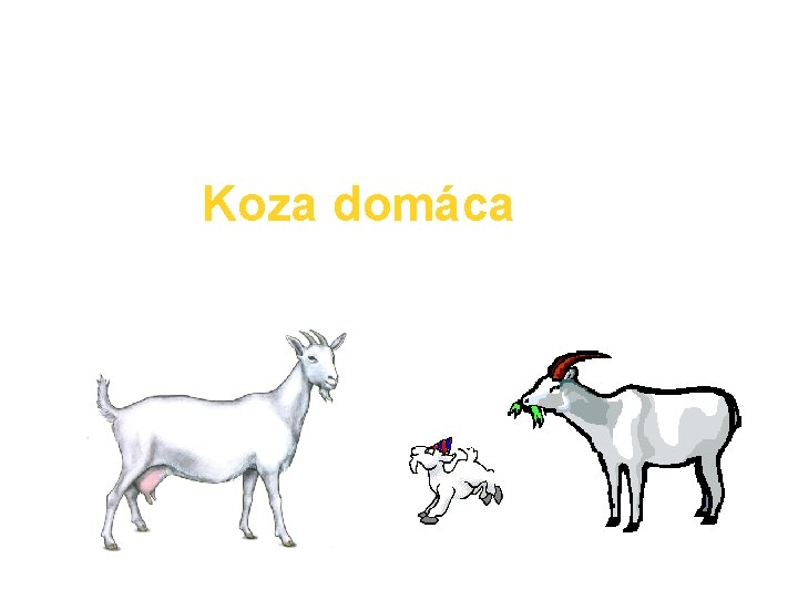 Koza domáca Chová sa najmä kvôli mlieku a mäsu. Kozie mlieko môžeme piť po