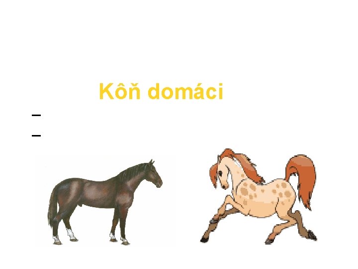 Kôň domáci – jazdecké kone – na športové účely a – ťažné – na