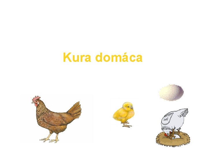 Kura domáca je dôležitý úžitkový vták. Chováme ju pre mäso a vajcia. 