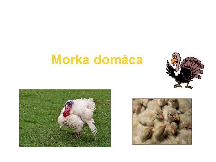 Morka domáca Mäso morky je súčasť zdravej výživy. 