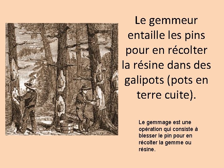 Le gemmeur entaille les pins pour en récolter la résine dans des galipots (pots