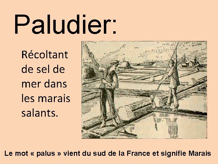 Paludier: Récoltant de sel de mer dans les marais salants. Le mot « palus