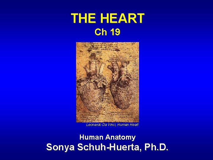 THE HEART Ch 19 Leonardo Da Vinci, Human Heart Human Anatomy Sonya Schuh-Huerta, Ph. THE HEART Ch 19 Leonardo Da Vinci, Human Heart Human Anatomy Sonya Schuh-Huerta, Ph.