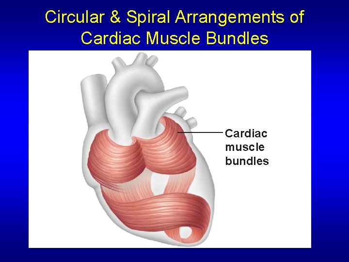Circular & Spiral Arrangements of Cardiac Muscle Bundles Cardiac muscle bundles Circular & Spiral Arrangements of Cardiac Muscle Bundles Cardiac muscle bundles