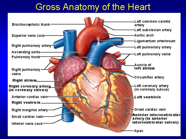 Gross Anatomy of the Heart Brachiocephalic trunk Left common carotid artery Left subclavian artery Gross Anatomy of the Heart Brachiocephalic trunk Left common carotid artery Left subclavian artery