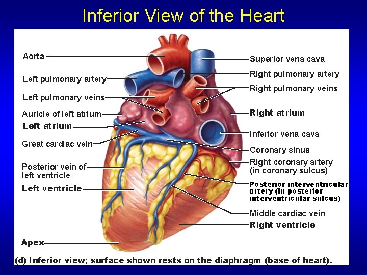 Inferior View of the Heart Aorta Left pulmonary artery Superior vena cava Right pulmonary Inferior View of the Heart Aorta Left pulmonary artery Superior vena cava Right pulmonary
