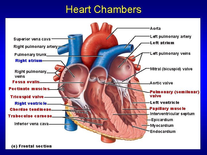 Heart Chambers Aorta Superior vena cava Right pulmonary artery Pulmonary trunk Right atrium Right Heart Chambers Aorta Superior vena cava Right pulmonary artery Pulmonary trunk Right atrium Right