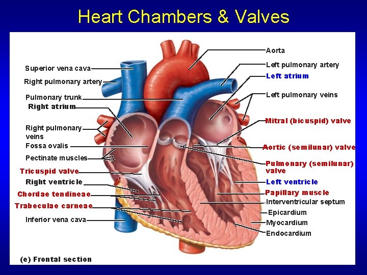 Heart Chambers & Valves Aorta Superior vena cava Right pulmonary artery Pulmonary trunk Right Heart Chambers & Valves Aorta Superior vena cava Right pulmonary artery Pulmonary trunk Right