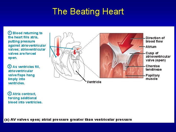 The Beating Heart 1 Blood returning to the heart fills atria, putting pressure against The Beating Heart 1 Blood returning to the heart fills atria, putting pressure against