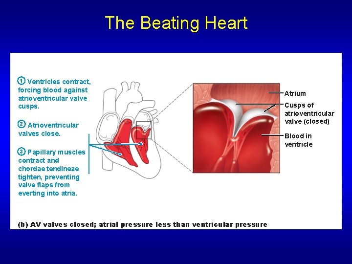The Beating Heart 1 Ventricles contract, forcing blood against atrioventricular valve cusps. 2 Atrioventricular The Beating Heart 1 Ventricles contract, forcing blood against atrioventricular valve cusps. 2 Atrioventricular