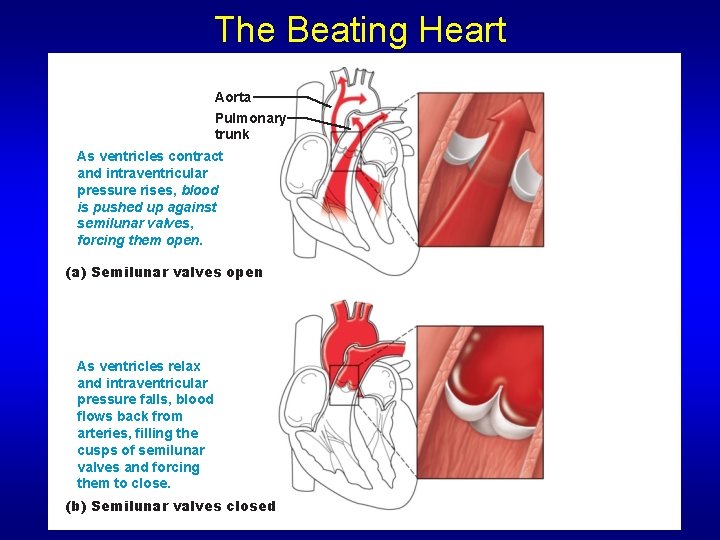 The Beating Heart Aorta Pulmonary trunk As ventricles contract and intraventricular pressure rises, blood The Beating Heart Aorta Pulmonary trunk As ventricles contract and intraventricular pressure rises, blood