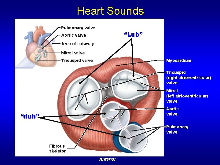 Heart Sounds Pulmonary valve “Lub” Aortic valve Area of cutaway Mitral valve Myocardium Tricuspid Heart Sounds Pulmonary valve “Lub” Aortic valve Area of cutaway Mitral valve Myocardium Tricuspid