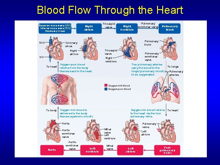 Blood Flow Through the Heart Superior vena cava (SVC) Inferior vena cava (IVC) Coronary Blood Flow Through the Heart Superior vena cava (SVC) Inferior vena cava (IVC) Coronary