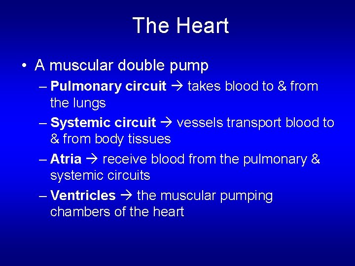 The Heart • A muscular double pump – Pulmonary circuit takes blood to & The Heart • A muscular double pump – Pulmonary circuit takes blood to &