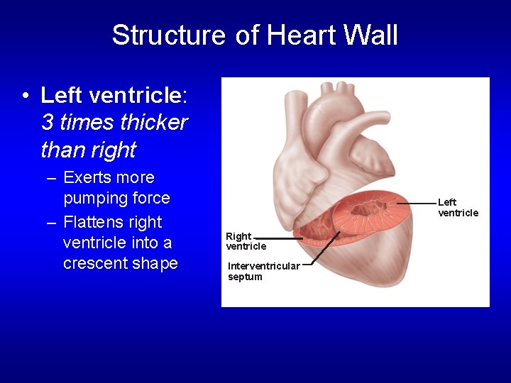 Structure of Heart Wall • Left ventricle: 3 times thicker than right – Exerts Structure of Heart Wall • Left ventricle: 3 times thicker than right – Exerts