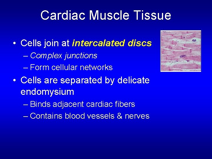 Cardiac Muscle Tissue • Cells join at intercalated discs – Complex junctions – Form Cardiac Muscle Tissue • Cells join at intercalated discs – Complex junctions – Form