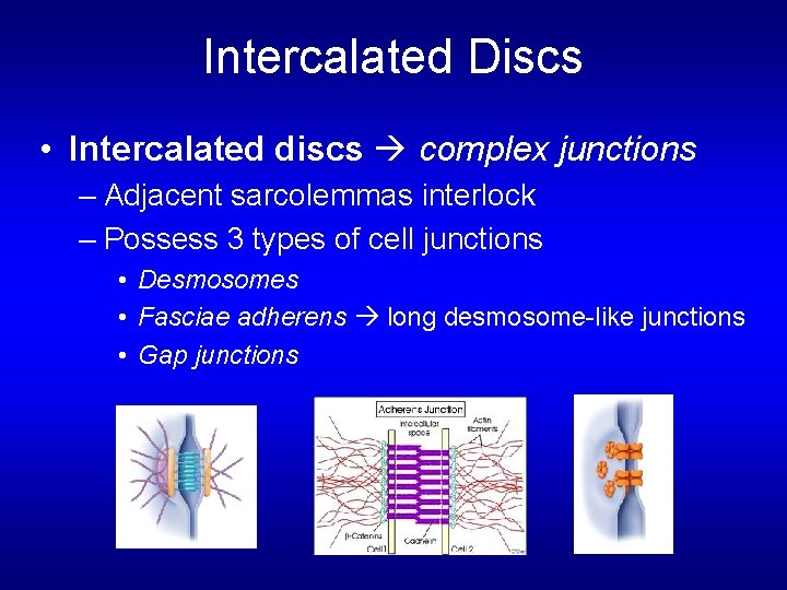 Intercalated Discs • Intercalated discs complex junctions – Adjacent sarcolemmas interlock – Possess 3 Intercalated Discs • Intercalated discs complex junctions – Adjacent sarcolemmas interlock – Possess 3